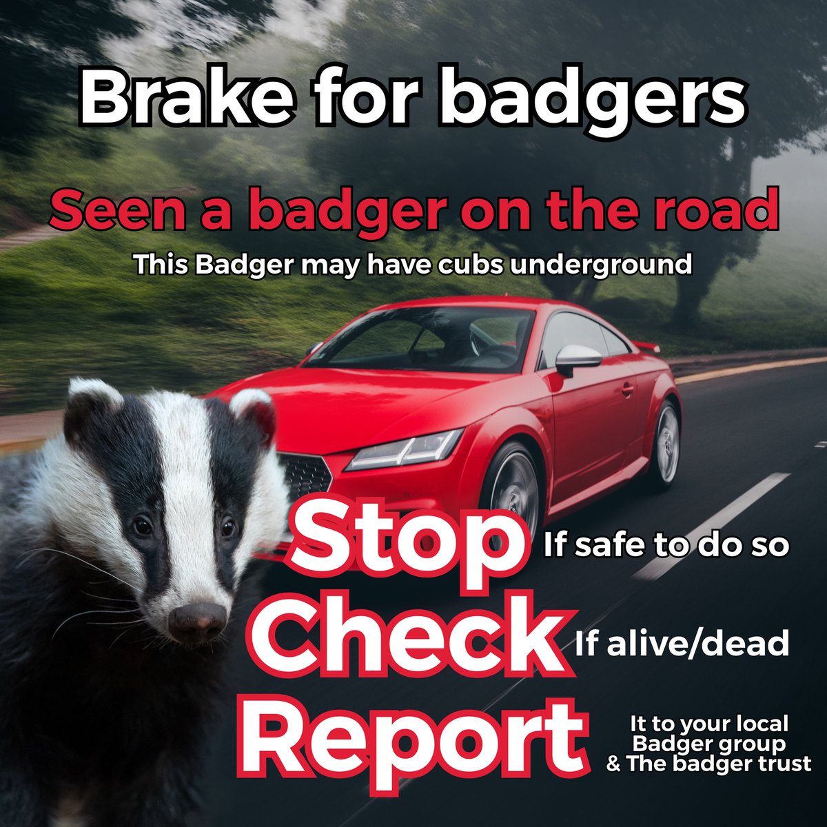 group_badger's tweet photo. Our roads are a dangerous place for wildlife with over 50,0000 badger road casualties every year.

The badger trust together with groups are recording these sightings &amp; your sighting will be added to a database.
This data used to highlight casualty hot spots. #stopandcheck https://t.co/SdaXkbhBwn