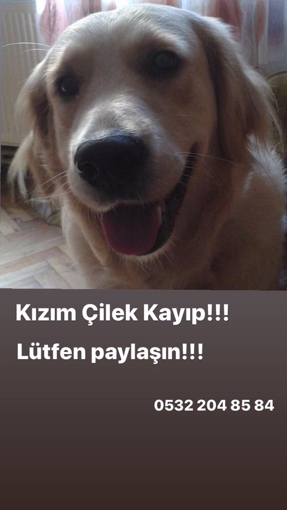 İstanbul/Şişli Fulya Mahallesi 
Balkonumun kapısı zorlanıp açıldığı için kızım Çilek korkudan kaçmıştır. Fulya civarında olduğunu düşünüyorum. Bu bölgede olan tanıdıklarınızı paylaşıp lütfen bilgilendirin! Görenlerin muhafaza edip beni aramasını rica ediyorum!
0532 204 85 84