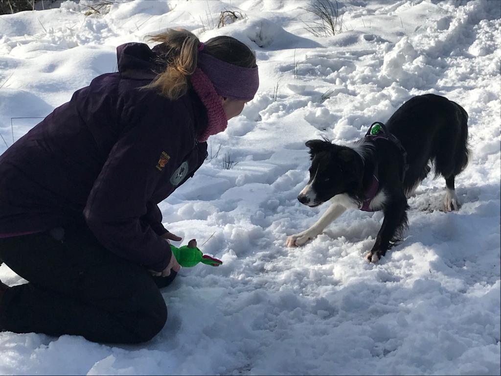flicybeagle123's tweet photo. @ParamoClothing thanks for keeping me warm and dry in the #cairngorms this week with the @lakessearchdogs πΎ#ParamoPeople #mountainrescue #lakedistrictmountainrescuesearchdogs #scotland #rt #training #winter #bordercollie #colliesoftwitter #cute #cutepuppy #puppy #nationalpark https://t.co/H8sUWSsGWN
