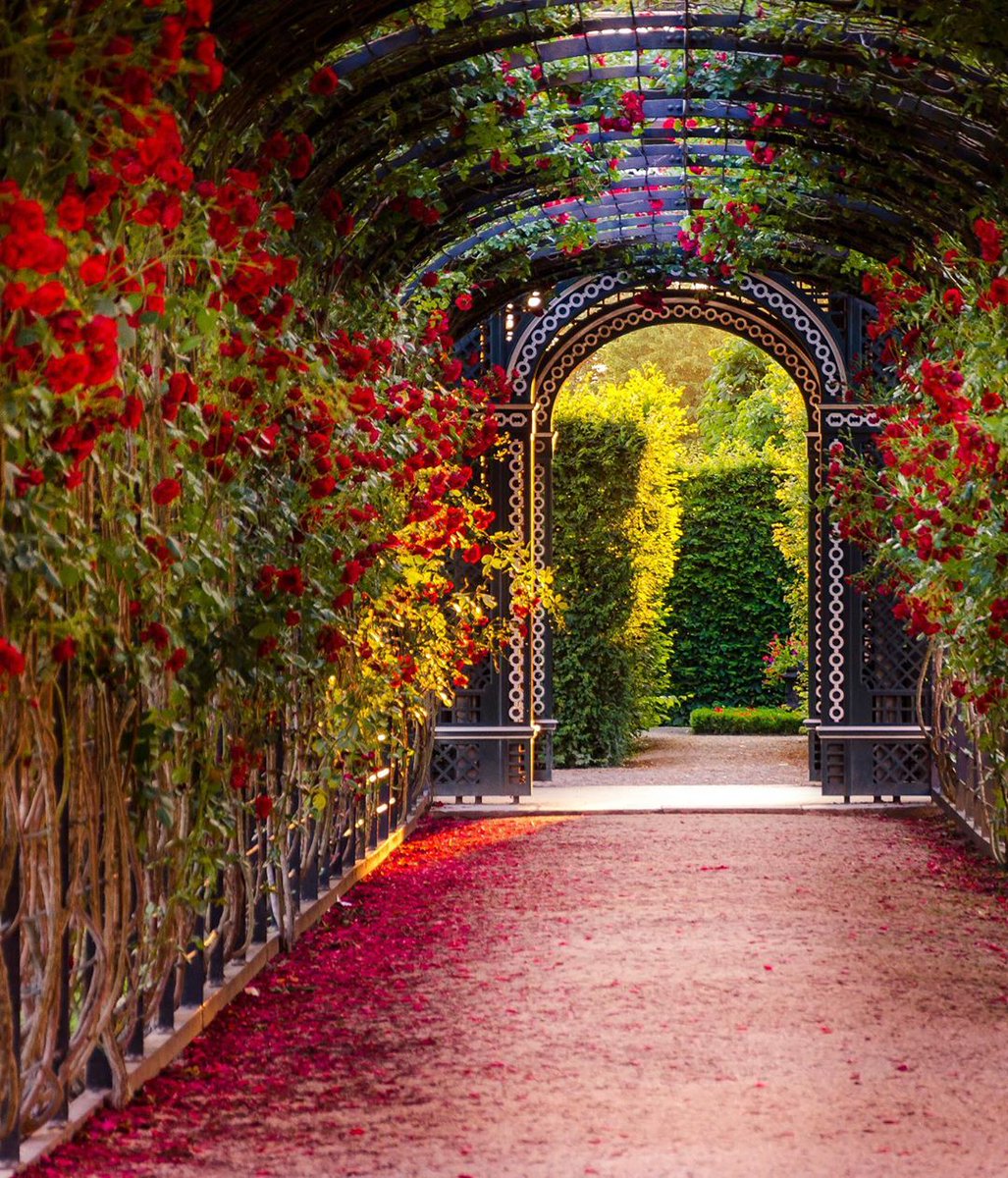 schonbrunn's tweet photo. Zum heutigen #Welttag des #Kompliments gibt's echte Schönbrunner Rosen für euch 🌹💐
❤️-lichen Dank, dass ihr die Begeisterung für die #Sommerresidenz der #Habsburger mit uns teilt 🤗 #Schönbrunn #Wien #Vienna
📸 © Lory Nagy 👉https://t.co/sDMBkiFFh5 https://t.co/k9YOATeS5u