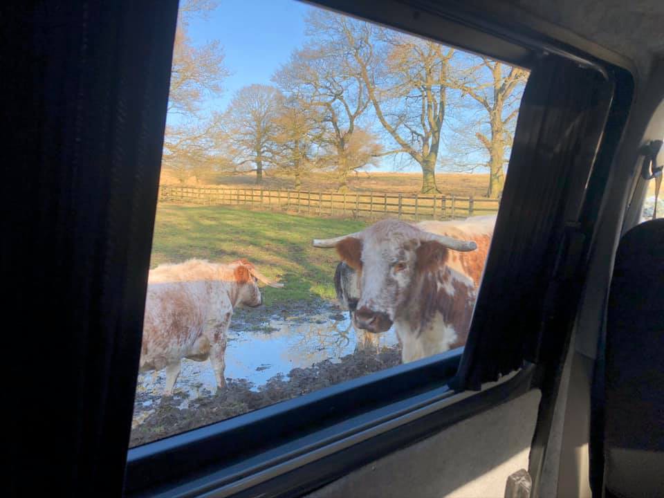 CamperKingLtd's tweet photo. Through the Screen this Sunday, the locals were getting very jealous of this Camper #CamperKing #ThroughtheScreen https://t.co/8maQ0KcEAM