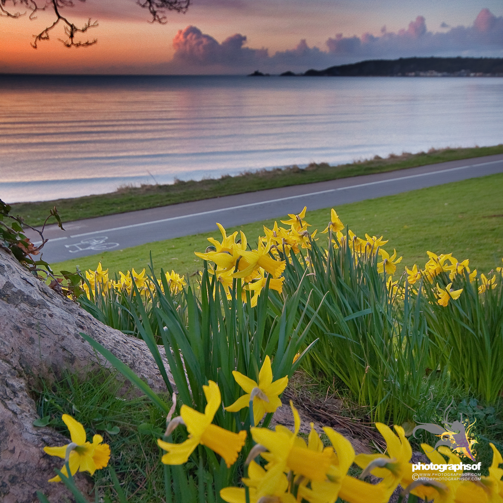 Photographsof's tweet image. 🏴󠁧󠁢󠁷󠁬󠁳󠁿 Dydd Gŵyl Dewi Hapus 🏴󠁧󠁢󠁷󠁬󠁳󠁿 Happy St David’s Day 🏴󠁧󠁢󠁷󠁬󠁳󠁿

#StDavid #StDavidsDay #Wales