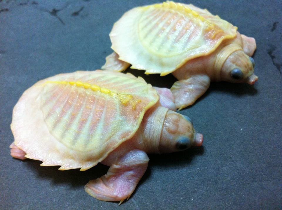 HkReptile's tweet photo. 8 years ago #pignosedturtle #flyriverturtle #爬虫類 #爬虫類好きさんと繋がりたい https://t.co/ZPm1iLj3YA