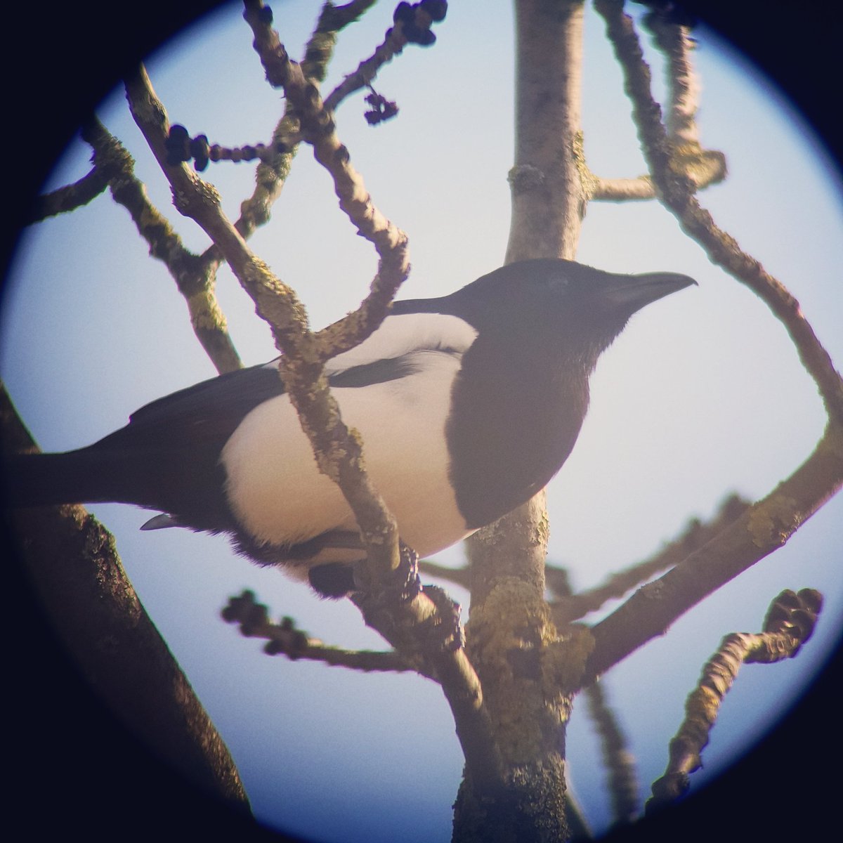 duz_stuff's tweet photo. Enjoy the little things in life! Took this through a telescope out my living room window ❤ #PhotographyIsArt https://t.co/zUtOmb7geC