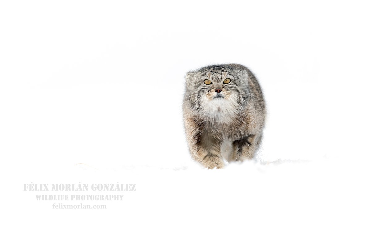 FelixMorlan's tweet photo. Palla's cat, Asia

https://t.co/xhnqj4P2bw

#WILdlifePHOTOgraphy #WinterPHOTO #ANImALS #NATurePHOTOgraphy https://t.co/5CmpYACVEw