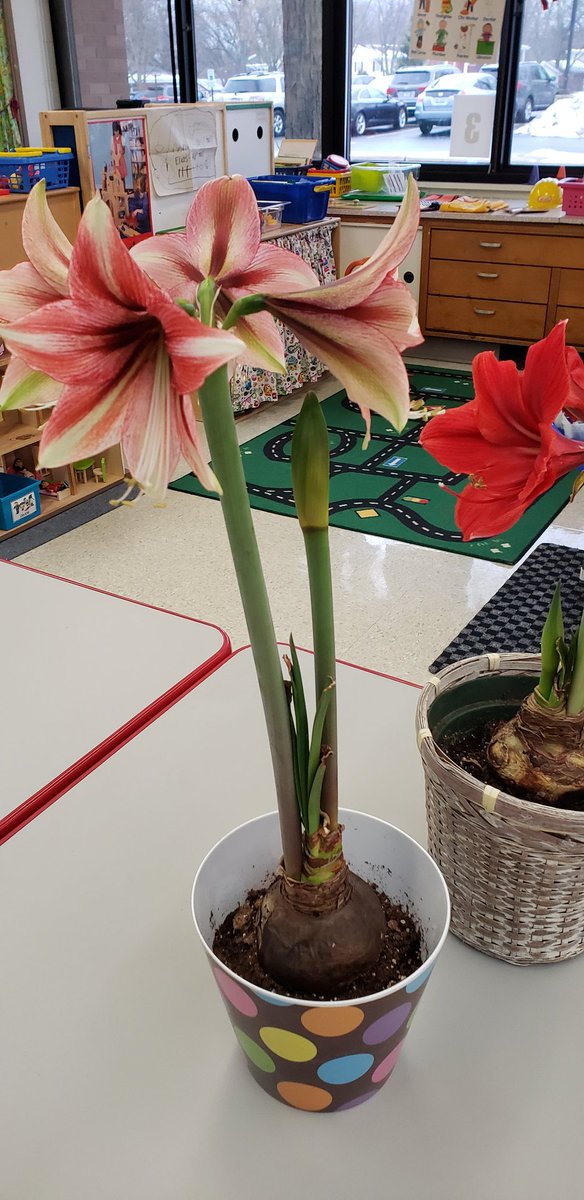KrosalesL's tweet photo. Thank you Mrs. Abbott for the Amaryllis and Paperwhite bulbs🌺 We enjoyed watching them grow and bloom. What a perfect activity leading us into spring🌦🌈🌦 @FlossmoorHills @D161Supe #D161learns https://t.co/cO8b5cjRea