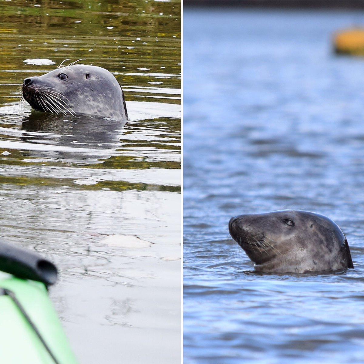 Spotted what we thought was Serena..... but think it was an unidentified grey..... what do you think @Suesseals? @CornwallAONB @CwallWildlife