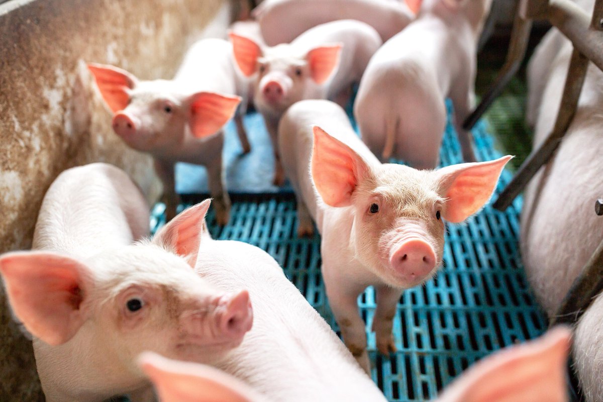 followDiamondV's tweet photo. There are different challenges at each stage of a pig’s life. Maintaining #ImmuneStrength can make a huge impact on their #Health and happiness. Happy #NationalPigDay from all of us at #DiamondV. 🐷https://t.co/Z6j1t73x5H https://t.co/MHGu5UDokY