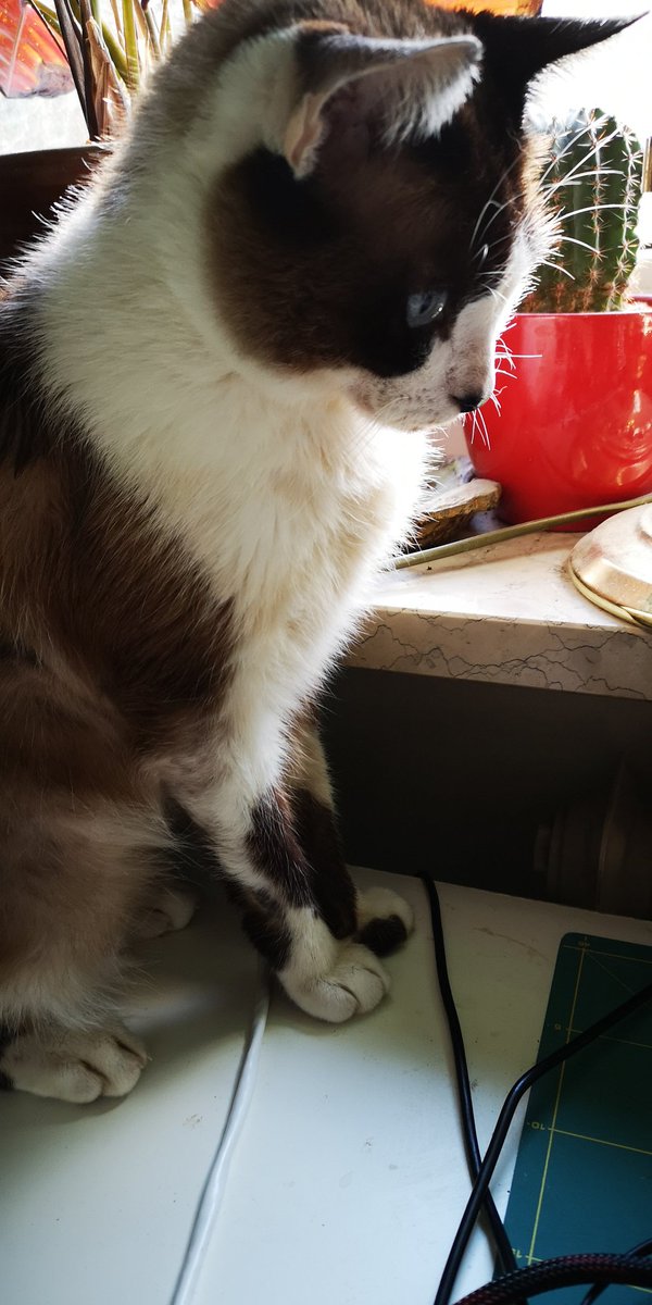 twena's tweet photo. Okay. Also es braucht dringend noch finetuning, weil das ist mehr abstrakte als gegenständliche Kunst 😁 aber der #brachiograph von @MakeMagazinDE plottet happily (und die Katze ist auch ganz fasziniert davon) https://t.co/FSaqpQtDSR