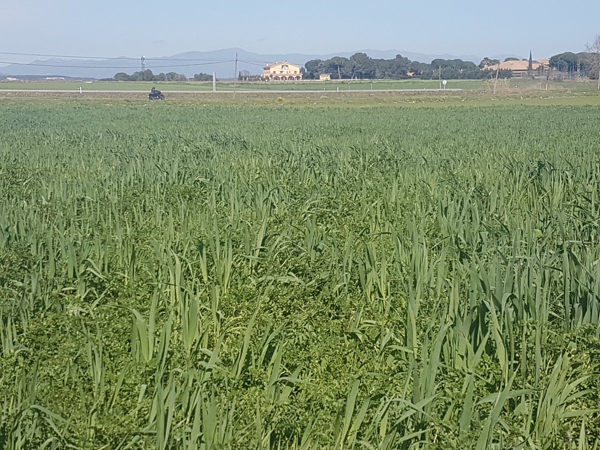 Agroassessor's tweet photo. Explosió de barreja veça (>50%) i civada, associació que tira molt en aquesta primavera avançada. Esperant un xic d'aigua.🌧 #greening #lleguminoses #PDRcat #farratgeres #DUNagroassessor #superfíciesInterèsEcològic https://t.co/BaHJfeHcCl