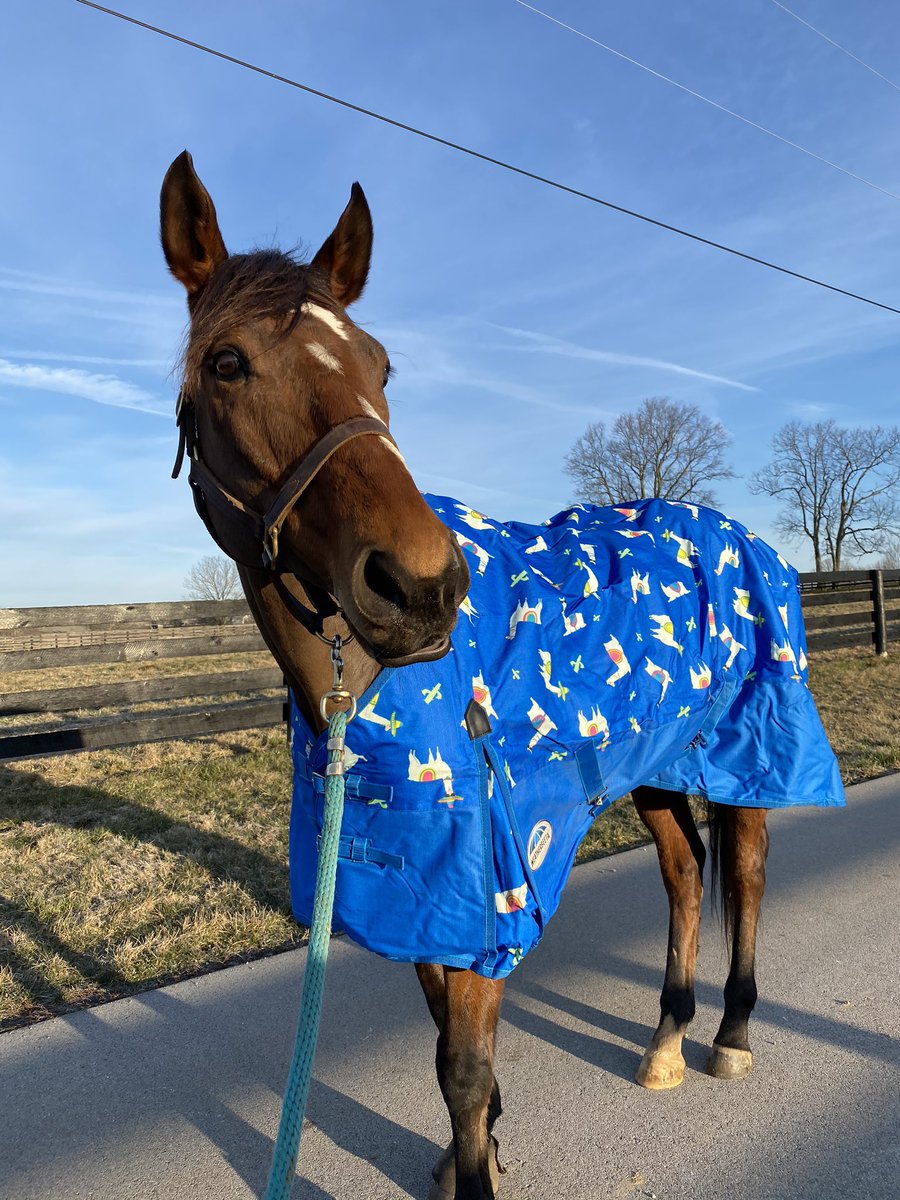 torijada6's tweet image. Smartie looking 💯 in his new @WeatherBeetaUK spring rug 😍🕺🏻🦙 #ottb #smarttransition