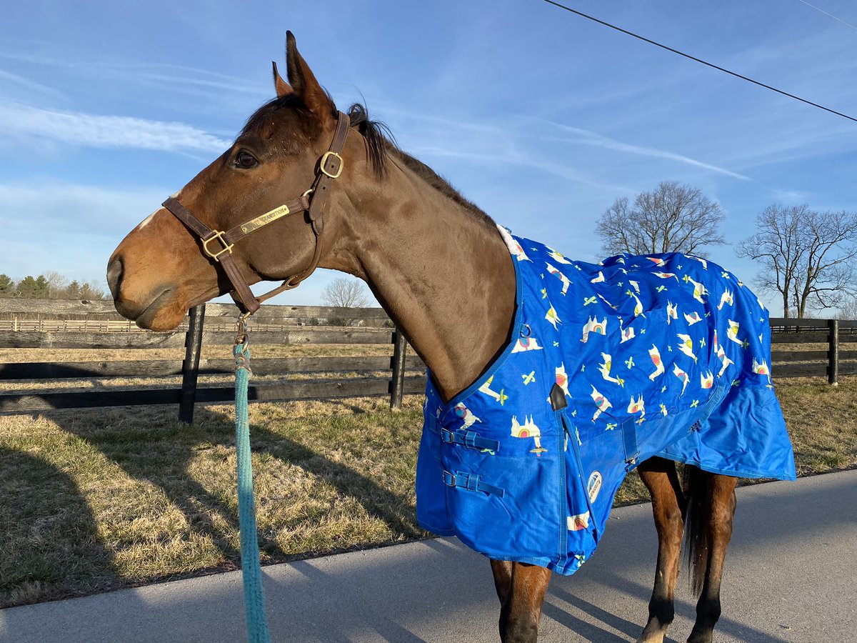 torijada6's tweet image. Smartie looking 💯 in his new @WeatherBeetaUK spring rug 😍🕺🏻🦙 #ottb #smarttransition