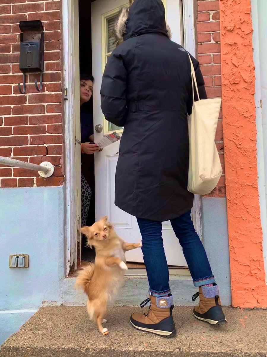 Jess knocking a voter’s door with a tiny dog striking a perfect pose