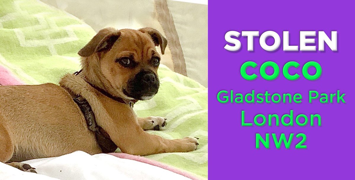 Please help me .... I miss my family and they miss me! I was stolen from London NW2 .... If you have information please contact the nice people @facebook “Help to reunite lost and stolen dogs in uk” facebook.com/groups/8150321… I just want to go home Love Coco #findcoco