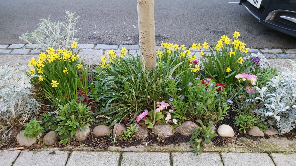 GreenTheGrid's tweet photo. We may be half a year from our next  #SpectacularSunflowers but now is the time to appreciate #DelightfulDaffodils on the #SouthfieldsGrid.  #LondonNPC #Wandsworth #urbangardening https://t.co/YKmOYE62IF