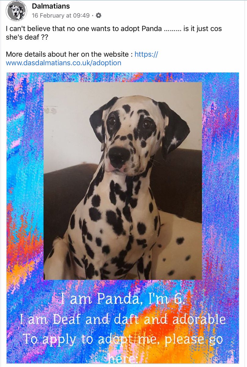 The Deaf Dog Network tweet media