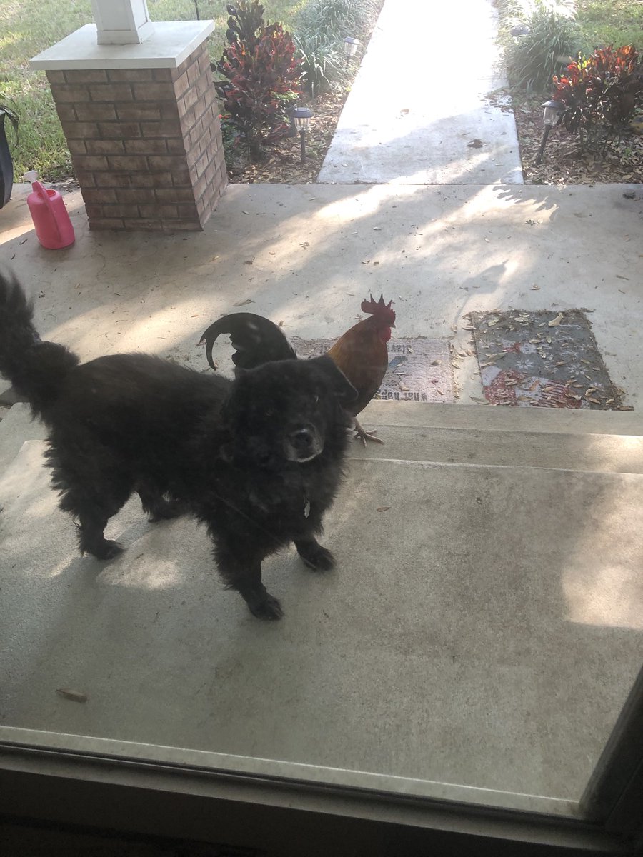 johnhvale's tweet photo. Rooster on our porch this morning https://t.co/UGT7BAeiOV