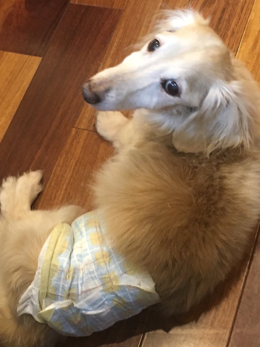 ひろみ ミニチュアダックスでしたか アホがバレた 理由聞くとより良い名前ですね 犬飼ったことないですが名前 付けるなら和風な名前にしたいです 柴犬飼いたいんですけどなかなか