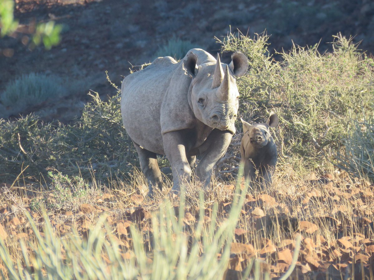 SRTNamibia's tweet photo. We are proud to share a photograph of this little cutie that was born late 2019.  SRT's trackers have kept the next generation of black rhino safe since 1982!

#blackrhino #rhino #rhinoceros #rhinos #rhinoworld #savetherhinos #rhinolife #rhinonation #rhinofriday #rhinoafrica https://t.co/LMPFe0x69A