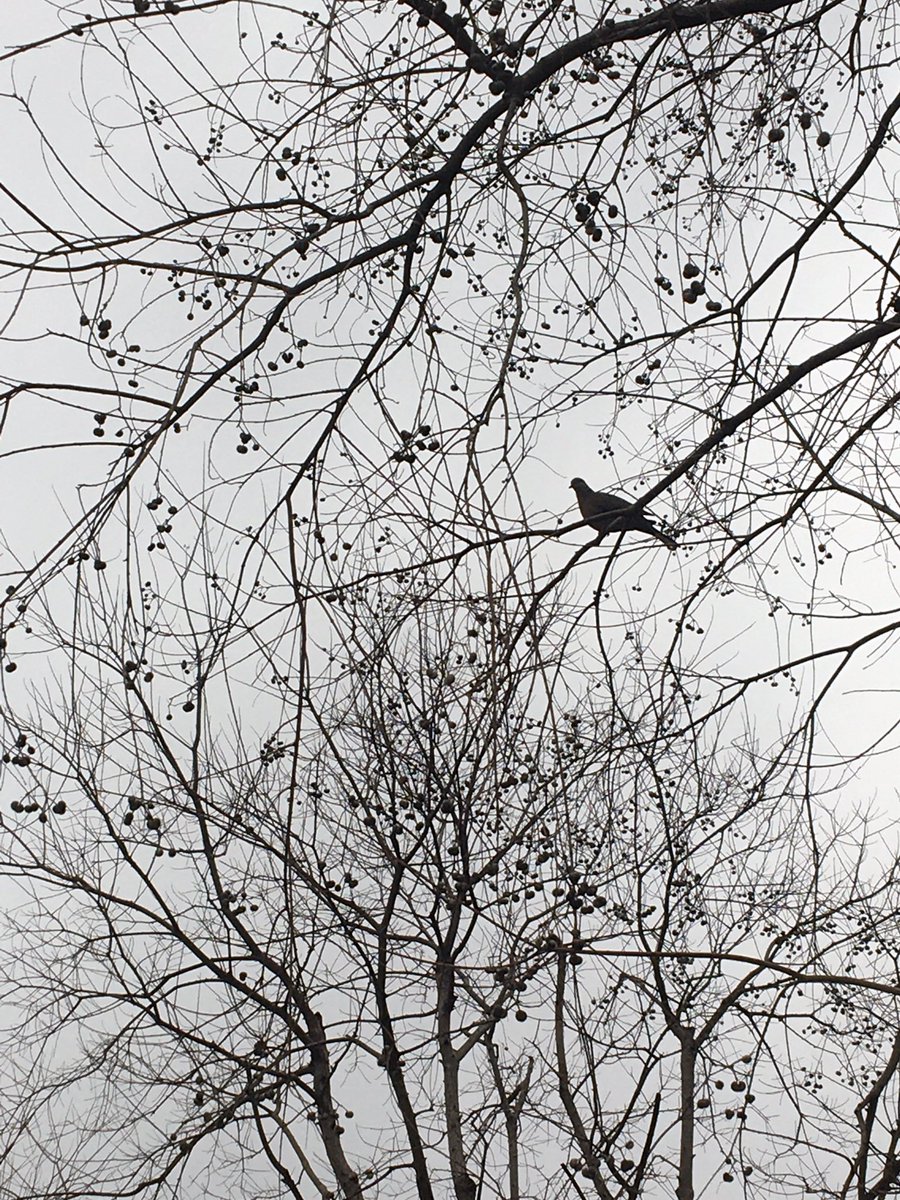 greenwingteal88's tweet photo. Spring’s trying. Not quite there but soon. #Huacao #Minghan https://t.co/Sudi7QDRhy