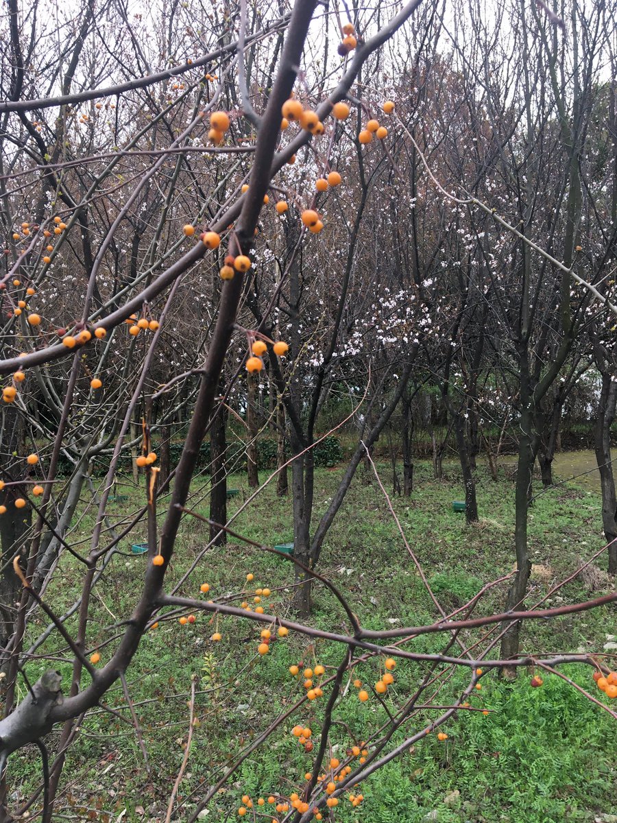 greenwingteal88's tweet photo. Spring’s trying. Not quite there but soon. #Huacao #Minghan https://t.co/Sudi7QDRhy