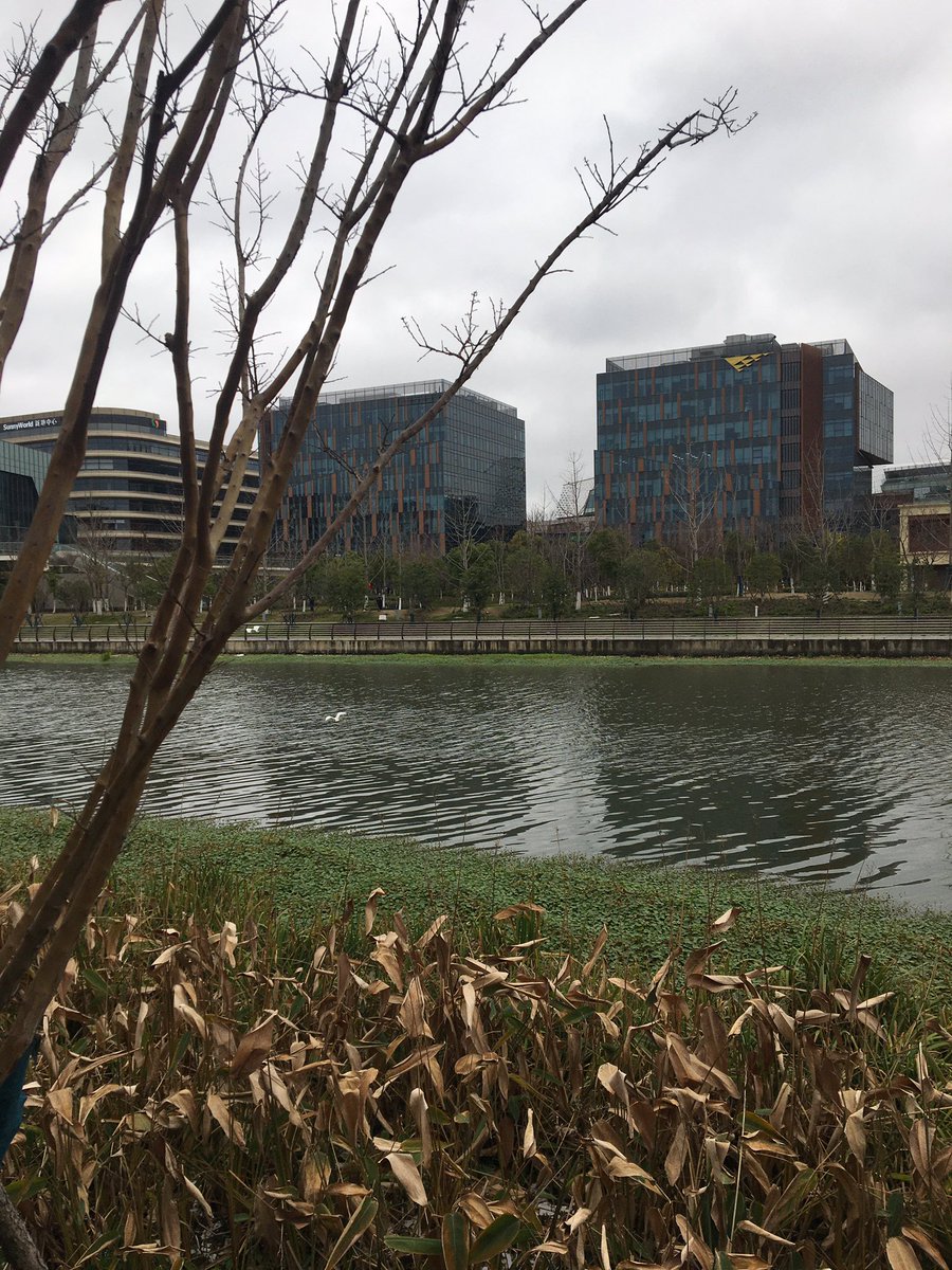 greenwingteal88's tweet photo. Spring’s trying. Not quite there but soon. #Huacao #Minghan https://t.co/Sudi7QDRhy