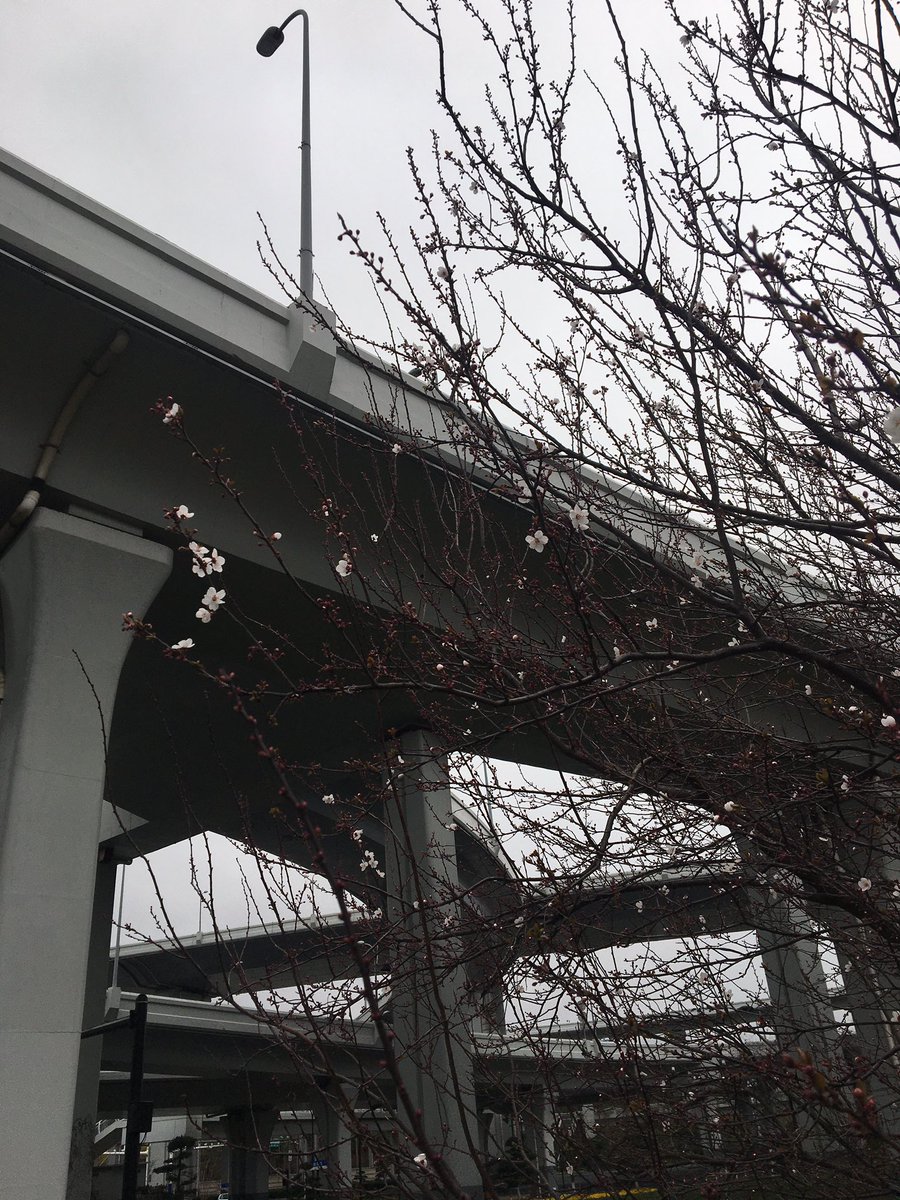 greenwingteal88's tweet photo. Spring’s trying. Not quite there but soon. #Huacao #Minghan https://t.co/Sudi7QDRhy