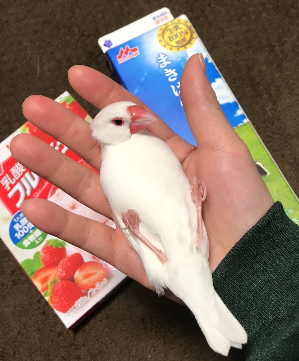 かなめ Siri 約4年間一人暮らしをして牛乳を2 ３回しか買ったことなかったくらいに牛乳を飲まないんだけど もっこりさんのツイートを見てこのセットを買ってみた 私1人買ったとこで大したことないんだろうけど ちょっとでもね そして文鳥可愛い