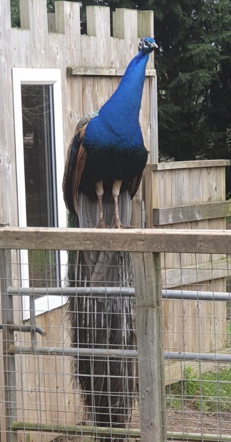 Frets Vets FC tweet media