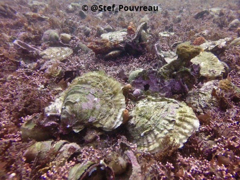 Are you a diver, photographer or do you live by the sea? We are calling on YOU to help gather images of our humble native oyster! Winning prizes inc photography workshop <a href="/OfficialZSL/">ZSL</a> <a href="/BSACdivers/">British Sub-Aqua Club</a> membership,<a href="/OysterDiving/">Oyster Diving</a> training. Entry: bit.ly/3a3NQ1w #NativeOysterQuest