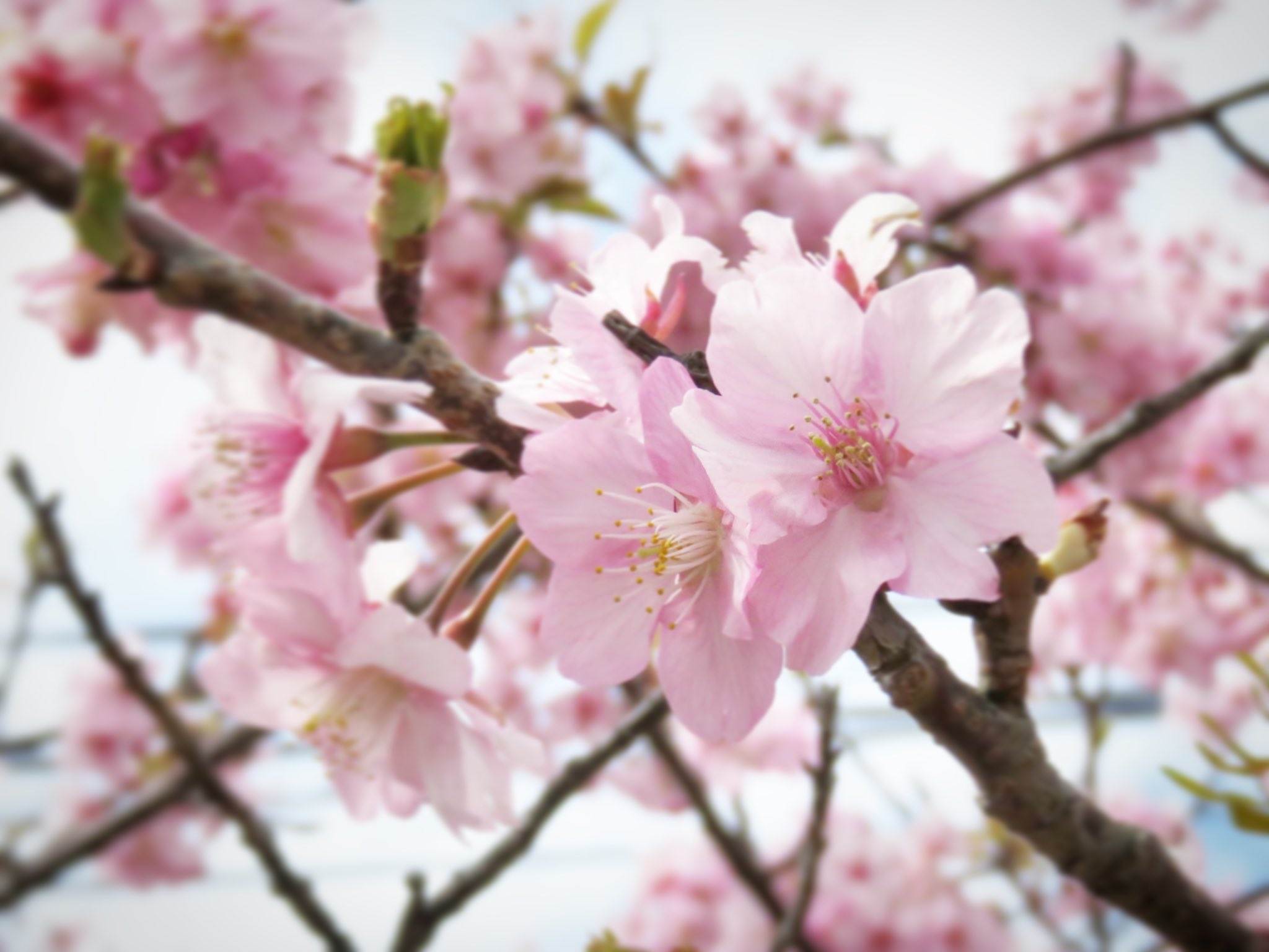 J Ch 花の色は うつりにけりないたづらに わが身世にふるながめせしまに 小野小町 花の色 花のある風景 春色 春の詩 河津桜 写真好きな人と繋がりたい 写真撮ってる人と繋がりたい 写真と言う妄想 T Co Dhwp84b57z Twitter