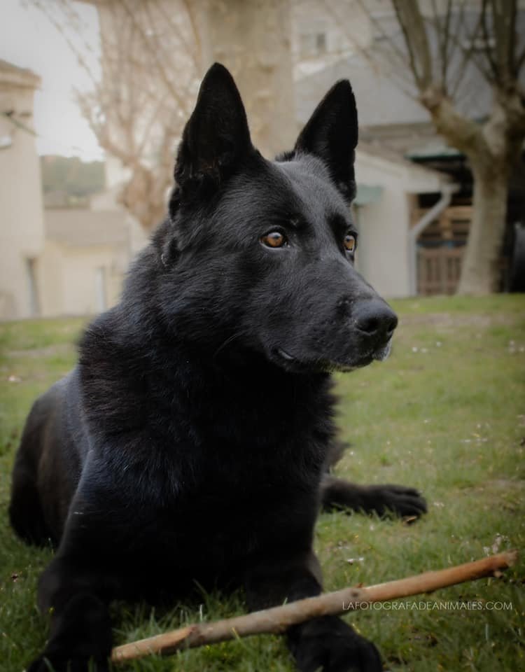 AdoptaK's tweet photo. Estamos de enhorabuena 😁 Marek, jubilado de la Guardia Civil, ya tiene una familia 👏🏻👏🏻👏🏻👏🏻🐶🐶🐶🐶
#PonUnK9EnTuVida
#AdoptameYoTrabajeEnTuSeguridadhttps://twitter.com/notifications https://t.co/Ri2803ed3e