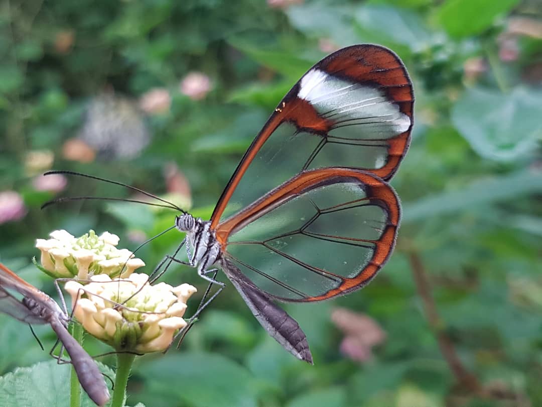 With the days getting lighter, last entry into the #butterflyfarm from 1st March is 5pm, closing at 5.30pm 🦋🦋🦋 butterflyfarm.co.uk/attraction/
<a href="/StratfordVIC/">Stratford VIC</a> <a href="/ShakespearesEng/">Shakespeare’s England</a> <a href="/ATOwarwickshire/">A Taste of Warwickshire</a> <a href="/Stratford_Buzz/">StratfordBuzz</a> <a href="/Raring2goSoli/">Nicola Maile</a> <a href="/familieswarks/">Claire</a> <a href="/PTBham/">PrimaryTimesBham</a> <a href="/FamilyLifeWorc1/">Family Life Worcestershire</a>