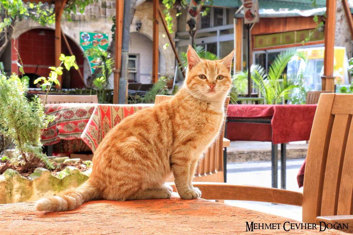 mcevherdogan's tweet photo. #cat #kedi #kitty #meow #kucing #sanliurfa #Şanlıurfa #cattoy #catsofinstagram #catlovers #excelentcats #cats_features #yourcatphoto #_clawsandpaws_ #catasticworld #instacat_models #meowdelfeature #bestcatintheworld #bestcataward #cutecatcrew #excellent_cats #yourcatphoto https://t.co/aNdBf5nAIv