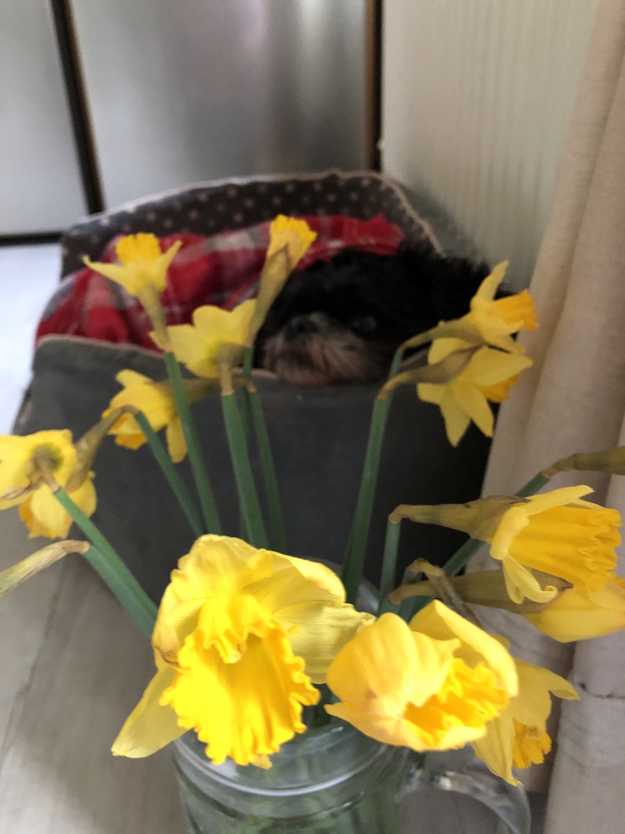 Dydd Gwyl Dewi Hapus 💛