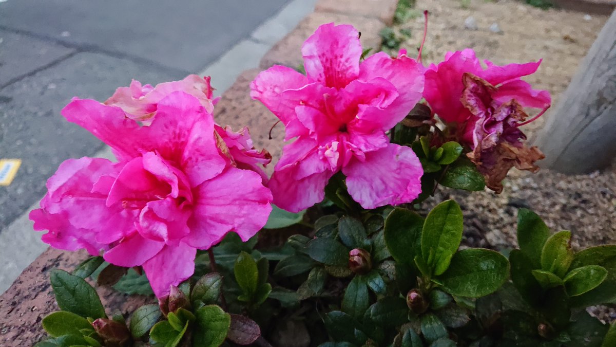 春なす 花写真 アザレア アゼリア 西洋躑躅 セイヨウツツジ オランダ躑躅 オランダツツジ