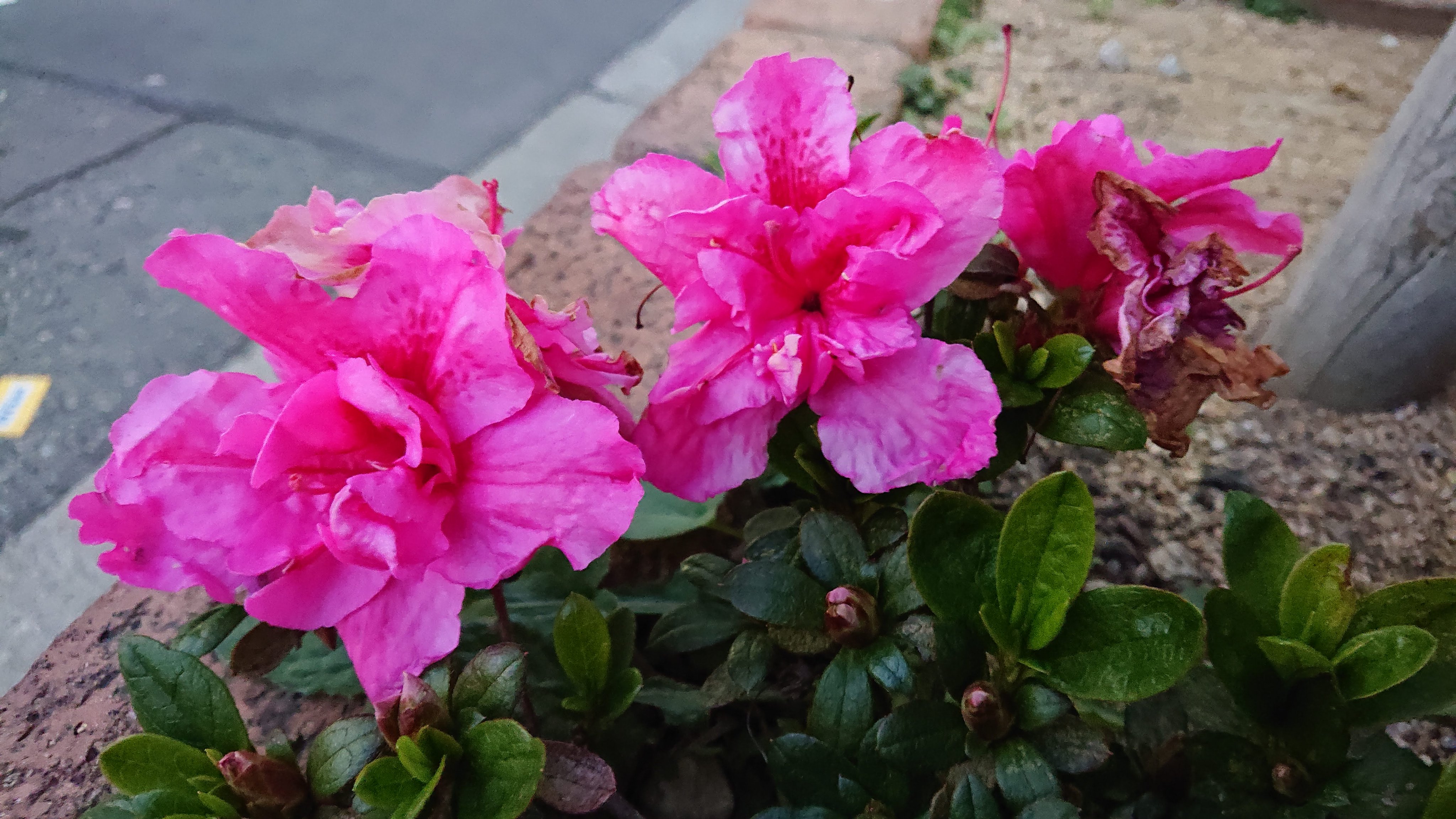 春なす 花写真 アザレア アゼリア 西洋躑躅 セイヨウツツジ オランダ躑躅 オランダツツジ T Co Krlzpotcfo Twitter