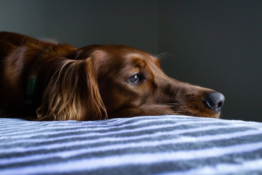 gudog's tweet photo. Did you know that March itโs National Bed Month? #gudog #march #BedMonth #DogsofTwittter https://t.co/hG2vIVZQUk