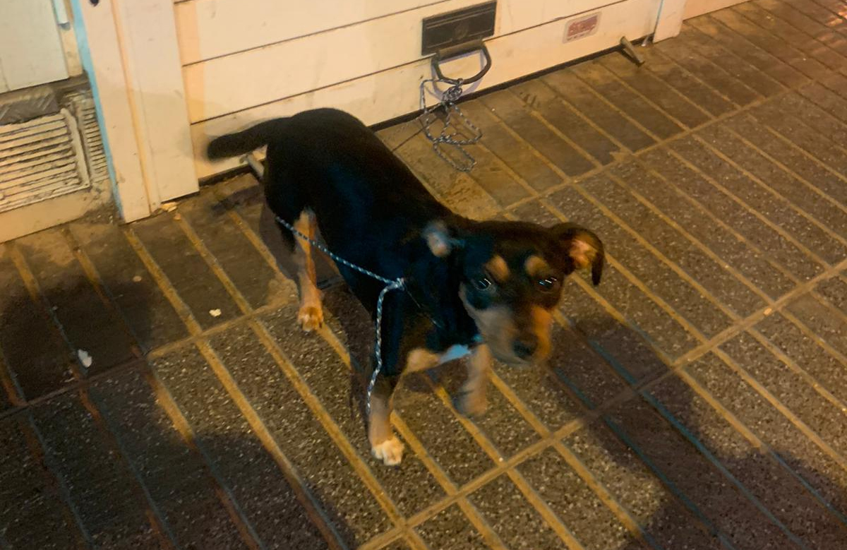 PoliciaLPA's tweet photo. Y mientras se desarrollaba la Gran Cabalgata… lo abandonaban amarrado a una puerta de garaje en la C/ Carvajal.

Carece de microchip, los compañeros de Ud. Distrito 🚔 activaron el servicio de recogida.

#NOalAbandonoAnimal https://t.co/axeqdqLzU9