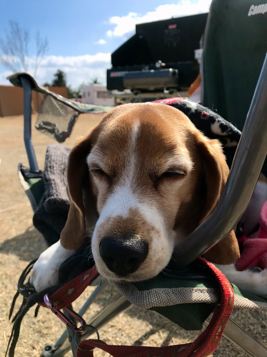 Good camp, good naps. #beagle #Camping #travelwithdog #大淀西海岸ムーンビーチキャンプ場 #三重ラストキャンプ