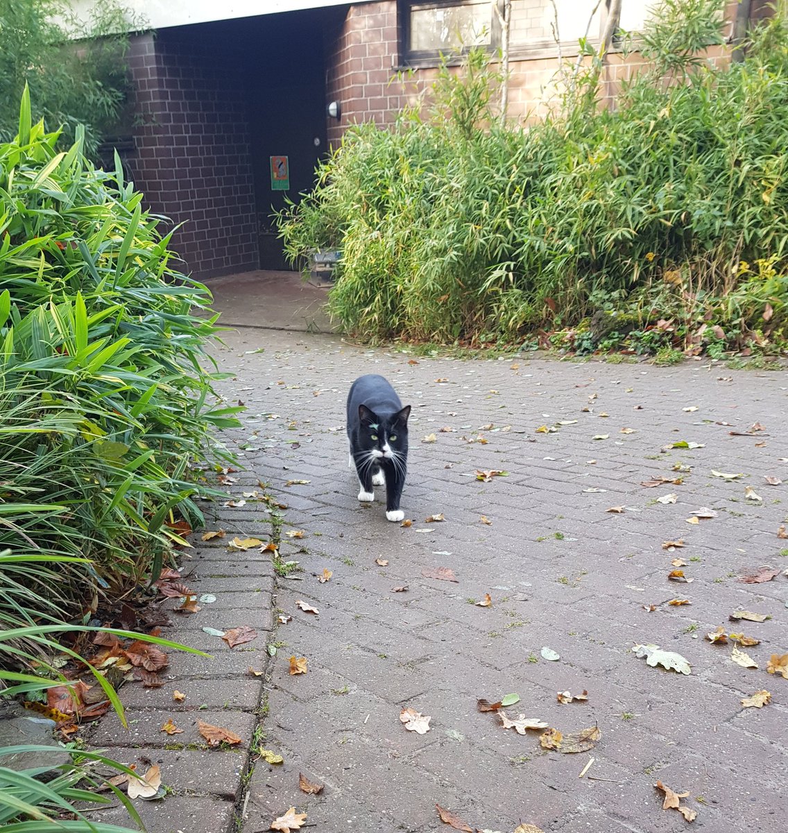 Mimi_Laughs's tweet photo. @thecatreviewer Met this fellow at Dortmund Zoo last November. Zoo keepers told me his name was Charlie. 10/10 for allowing quite a bit of fussing. 12/10 being everybody's darling. #wouldpetagain https://t.co/k0ueYzPmn0