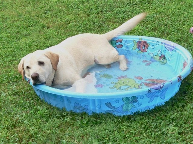 🐶🔥Scorching Sunday🔥🐶 #puppy #puppylove #scorching #scorchingheat #sunday #weekend #inscripciones