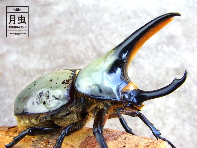 グラントシロカブトのtwitterイラスト検索結果 古い順 グラントシロカブトのtwitterイラスト検索結果 古い順