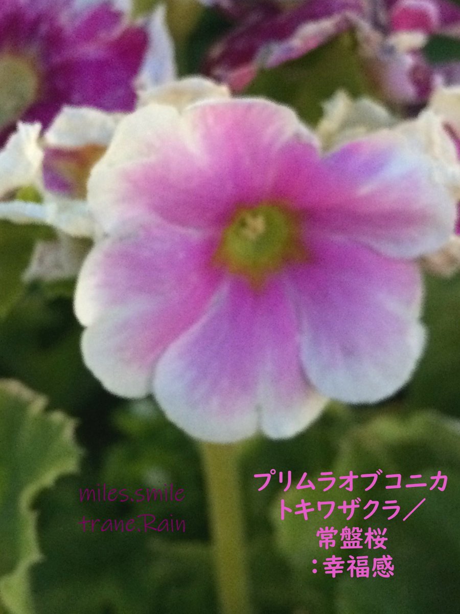 Miles スマイル 雨水 土脉潤起 على تويتر あさのいろ おはよう プリムラ オブコニカ 幸福感 サクラソウ科 サクラソウ属 中国原産 寒さに弱く暑さで通常は絶える 明るい日陰で冬は鉢植え室内窓辺 プリミンというアルカイドを含み 触るとかぶれる 近年ノン