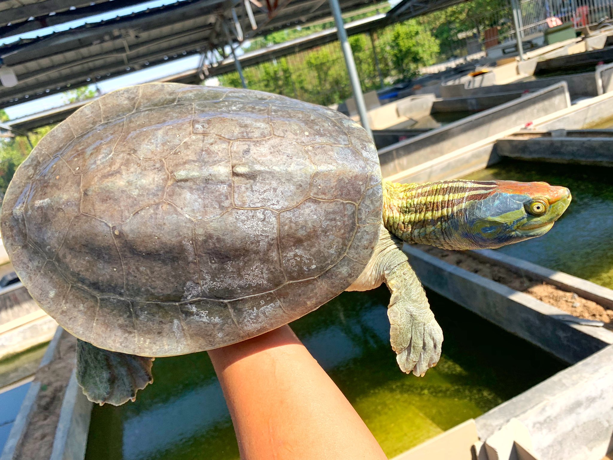 Reptile Master Hk Kachuga 爬虫類 爬虫https T Co Na5xhwkxy9 Twitter