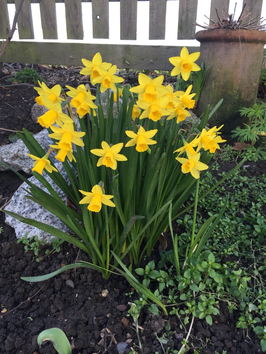 Diligence PM Service (@diligencepm) on Twitter photo Wishing everyone in #Wales a "Dydd Gŵyl Dewi Hapus" & every other nationality a Happy St David's Day from all of us at <a href="/DiligencePM/">Diligence PM Service</a>
#HappyStDavidsDay #daffodils #Wales #Welsh #PatronSaint Wishing everyone in #Wales a "Dydd Gŵyl Dewi Hapus" & every other nationality a Happy St David's Day from all of us at <a href="/DiligencePM/">Diligence PM Service</a>
#HappyStDavidsDay #daffodils #Wales #Welsh #PatronSaint