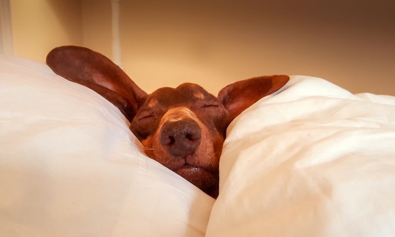 harmandip_singh's tweet photo. TOO MUCH SLEEP CAN INCREASE EARLY DEATH RISK https://t.co/7KAgwK2i1p https://t.co/9IutBs7ees