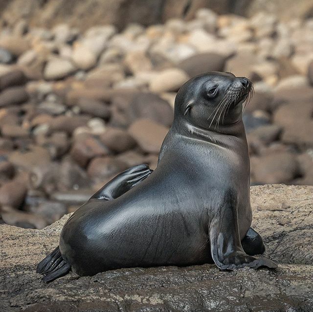 Dan Rice tweet media