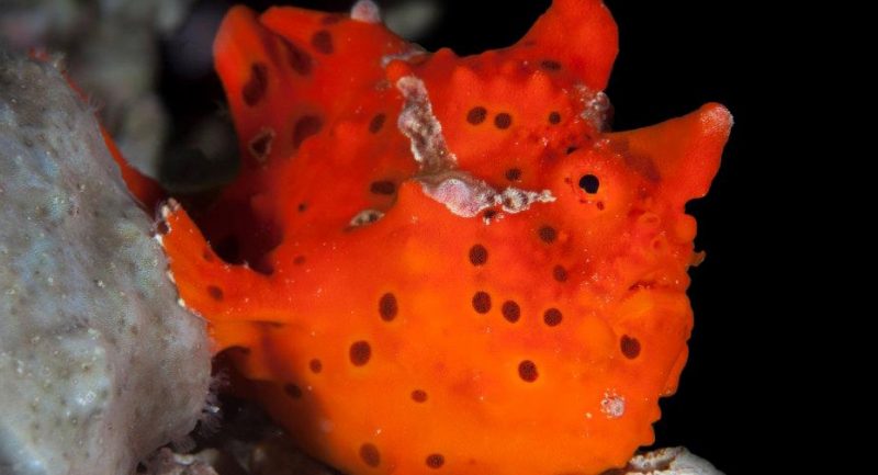 Frogfish: what do you know about them? (Watch Video)
scubaverse.com/frogfish-what-… #scuba #diving #dive #frogfish #philippines