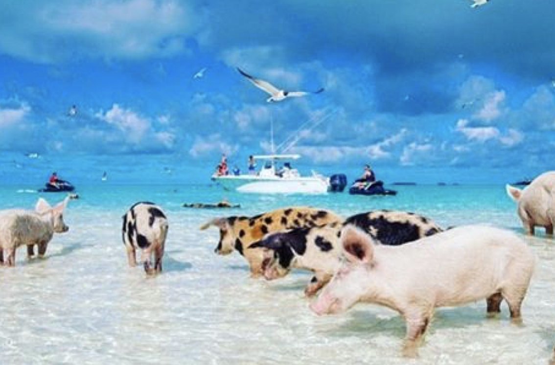 ベンじい カリブ海で非日常の体験ができる秘境 ピッグビーチ バハマの無人島に 野生の豚と一緒に泳ぐ事が出来るビーチがある 餌は自由にあげてよし 一緒に泳いでもよし 人間に超懐いたかわいい豚達と一緒にリゾートを満喫できるよ 写真を撮って